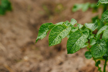 Green sprout from the earth, concept new beginning
