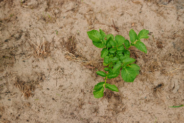 Green sprout from the earth, concept new beginning