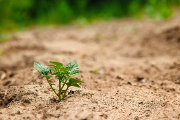 Green sprout from the earth, concept new beginning