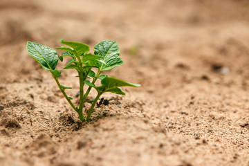 Green sprout from the earth, concept new beginning