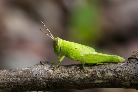 Image of Bright Green Grasshopper on a branch. Insect. Animal