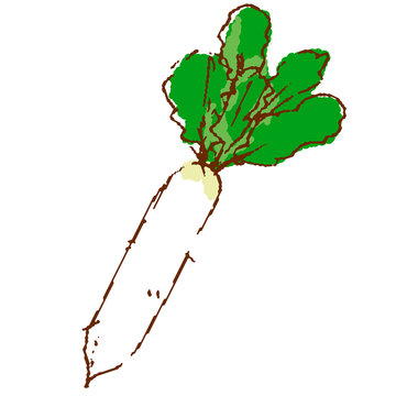 野菜 大根