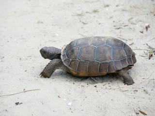 tortoise walking on the sand on a beach