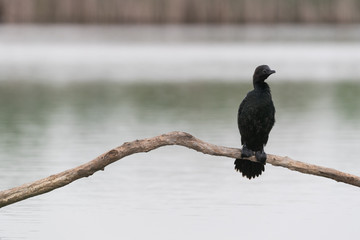 Pygmy cormorant