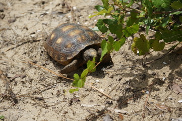 tortoise walking on the sand on a beach