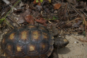 tortoise walking on the sand on a beach