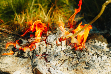 Bonfire in the forest.