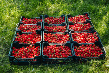A lot of strawberries in a box on a green background, a season of strawberries.