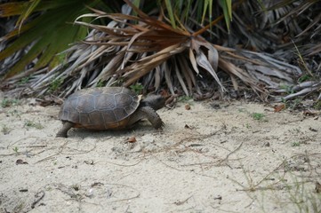 tortoise walking on the sand on a beach