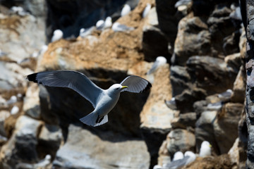 Aves en Harstad, Noruega