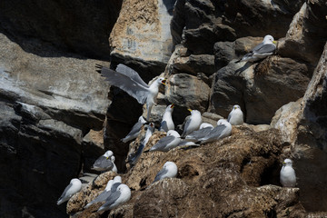 Aves en Harstad, Noruega
