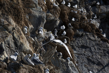 Aves en Harstad, Noruega