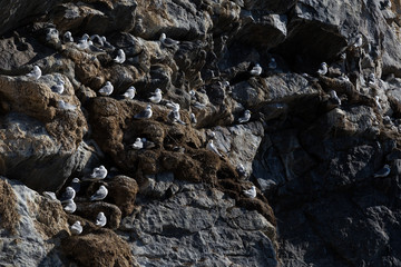 Aves en Harstad, Noruega