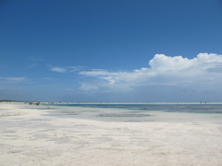 Fototapeta na wymiar A beach in Zanzibar during low tide