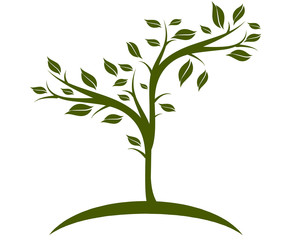 Albero dell'olivo, simbolo di forza e resistenza