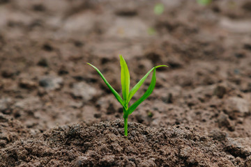 Green sprout from the earth, concept new beginning