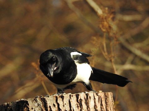 Magpie