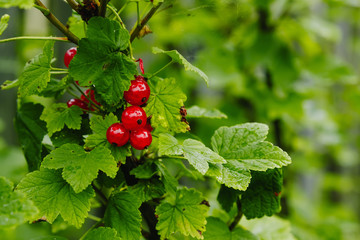 Ripe Red currants in the garden, selective focus - some berries in focus, some are not