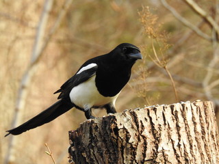 Magpie