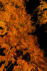 紅葉　ライトアップ