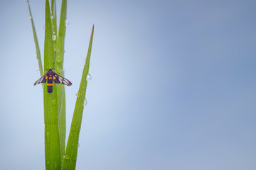 Butterfly  on green grass