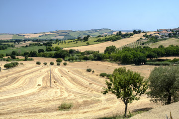 Fototapeta na wymiar Landscape near Sant'Elpidio a Mare (Marches, italy)