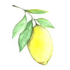 Fruit of yellow lemon in watercolor.