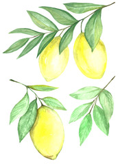 Watercolor set of citrus fruits of lemon. Isolated on white background.