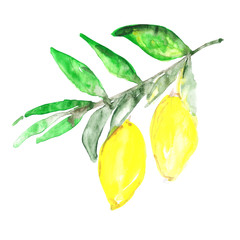 A sketch of citrus fruit of a lemon on a branch in the style of watercolor.