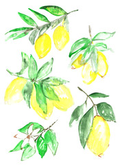 A sketch of citrus fruit of a lemon on a branch in the style of watercolor.