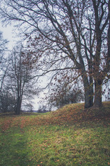 Fototapeta premium A path between the trees.