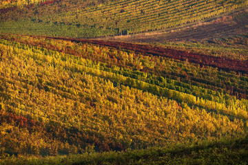 Autumn Morning Landscape With Colorful Grape Vineyards Of Czech Republic. Rows Of Vineyard Grape Vines. European Autumn Grape Vineyards. Abstract Colorful Background Of Autumn Vineyards.Line And Wine