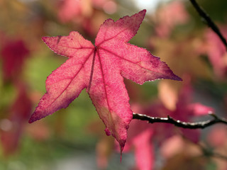Autumnal leaf