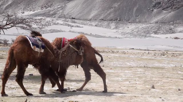 Camels safari in Nubra Valley, Ladakh, India