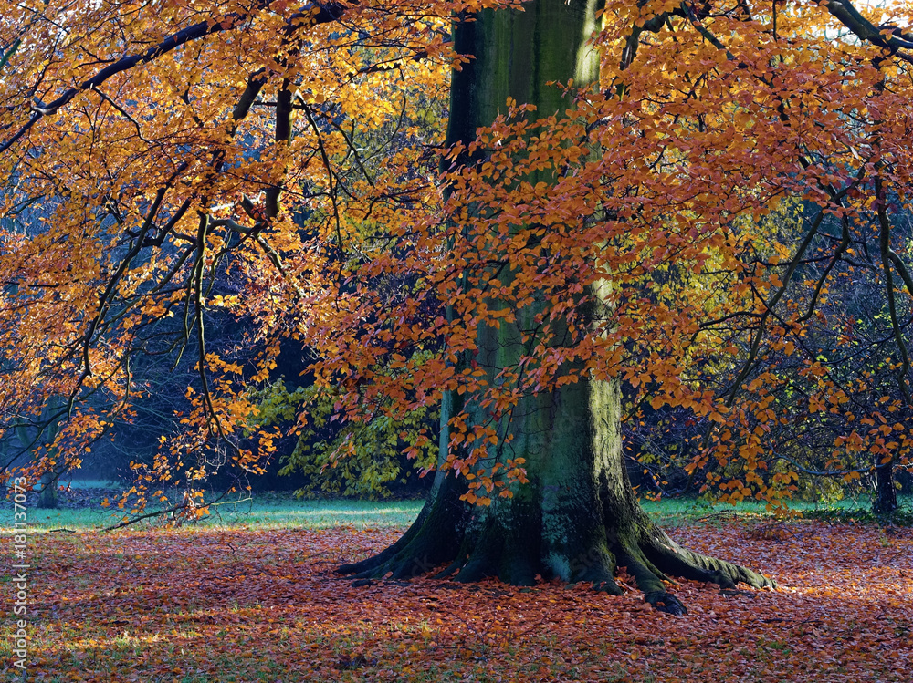 Wall mural Autumnal scene in London park