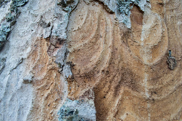 broken bark