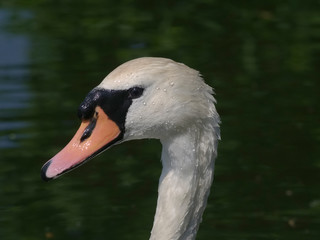 Portrait of a Mute Swan (Cygnus olor)