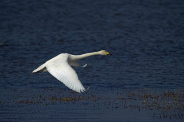 Whooper Swan Cygnus cygnus flying