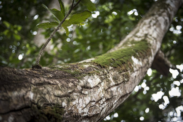 Closeup on a trunk full of moss