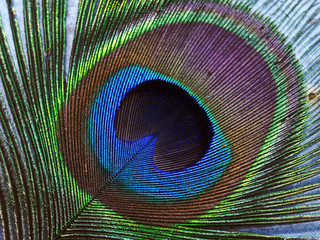 Obraz premium Detail of Peacock feather