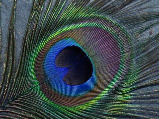 Obraz premium Szczegół pióra pawia