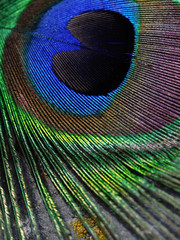 Detail of Peacock feather