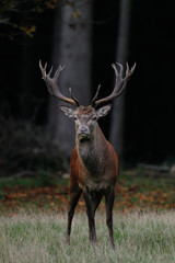 Rotwild, Rothirsch in der Brunft Zeit, Herbst