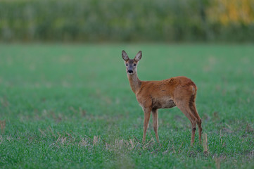 Ricke auf Feld, Rehwild, Sommer