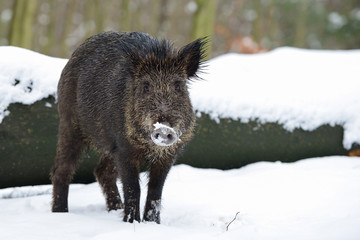 Wildschwein im Wald, Schwarzwild, Winter,  (Sus scrofa)