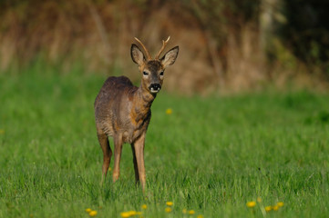 Rehbock auf Wiese, April