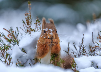 Red squirrel searches through snow covered forest © Michael Conrad