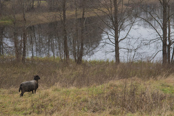 Obraz na płótnie Canvas Black headed sheep in pasture