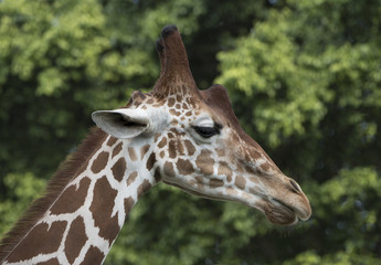 Giraffe head profile close up against a green tree background.