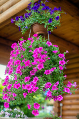 Petunia varieties Prime Time flourishes in a country house 